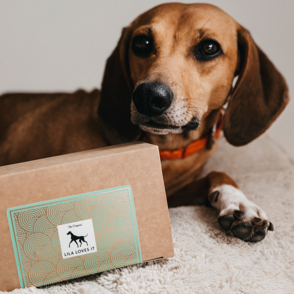 Dekobild Hund mit Goodies Lamm Soft Bites Nachfüll-Pack - LILA LOVES IT