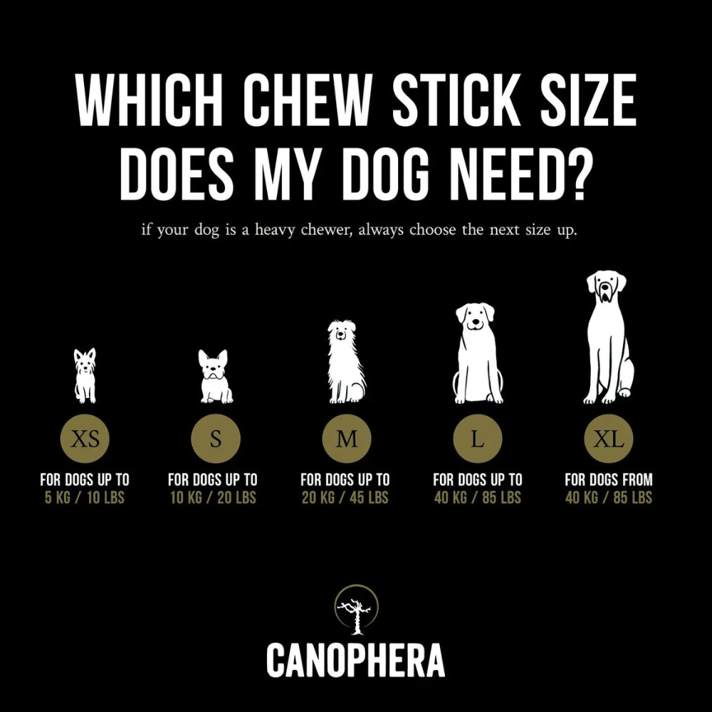 Empfehlung Hundekaustab aus Olivenholz - Canophera