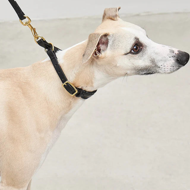 MiaCara Hundehalsband Zugstopp Fano Leder Schwarz