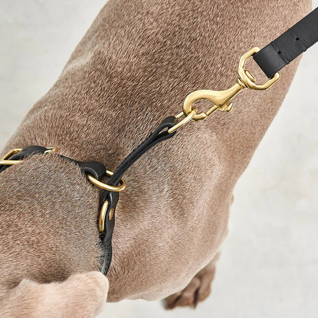 MiaCara Hundehalsband Zugstopp Fano Leder Schwarz