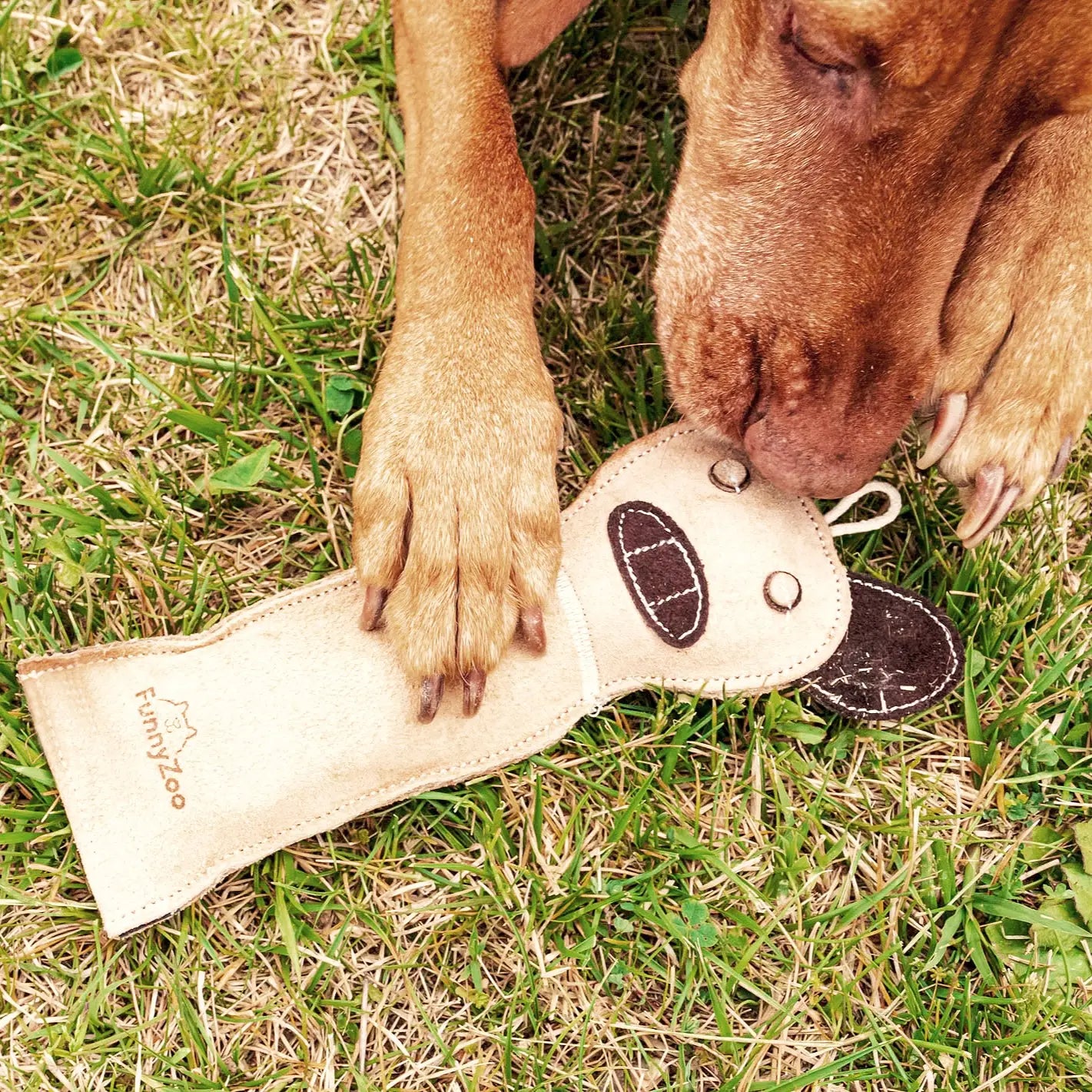 Hund mit Hundespielzeug FERKEL aus Wildleder - Funny Zpoo