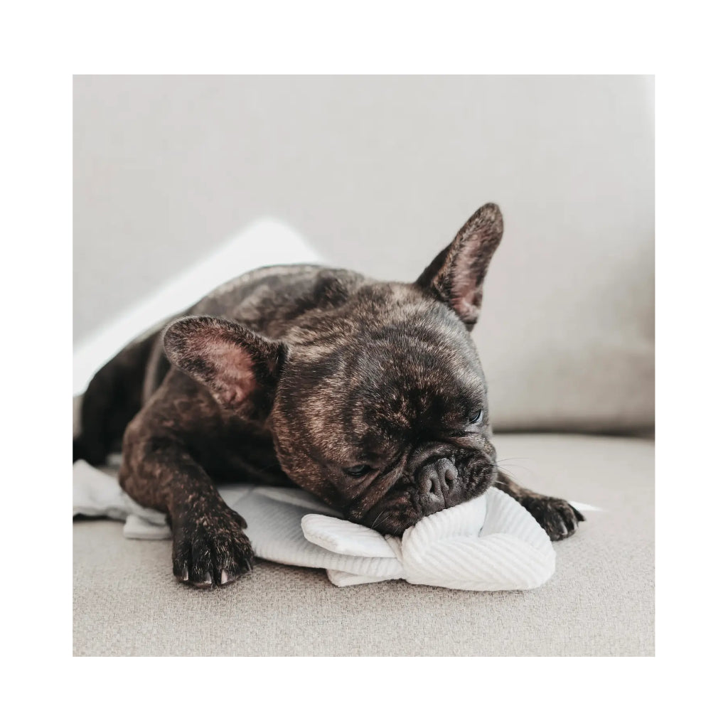 Frenchie mit Schnüffelspielzeug TROUT Forelle Hellblau - Lambwolf Collective