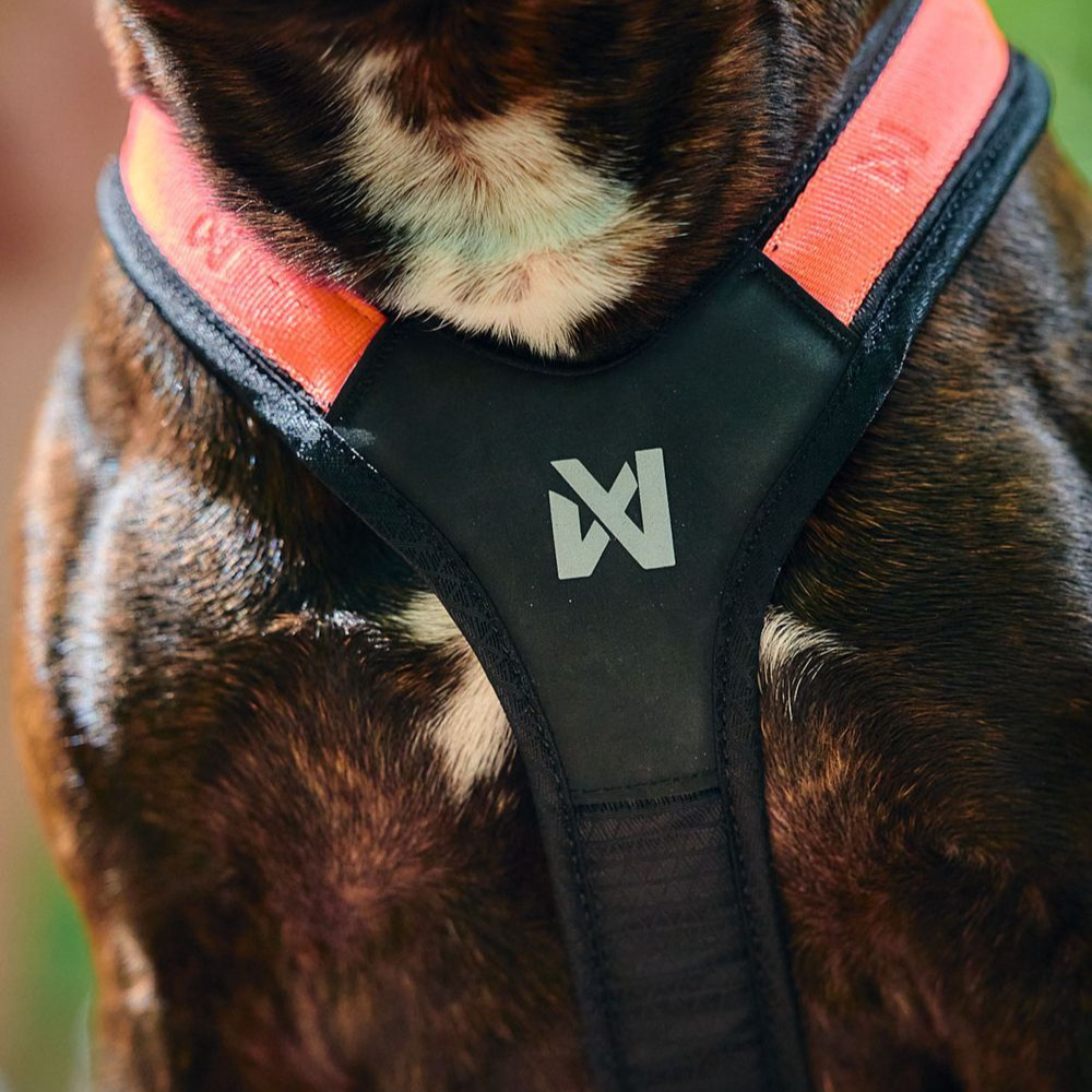 Y-Form Hundegeschirr RUSH Harness black/orange - non-stop dogwear®