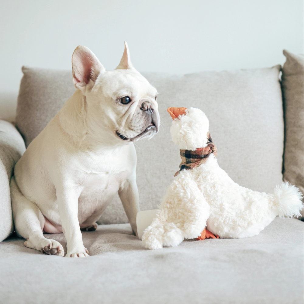 Frenchie mit Hundespielzeug Gans GUS - Lambwolf Collective