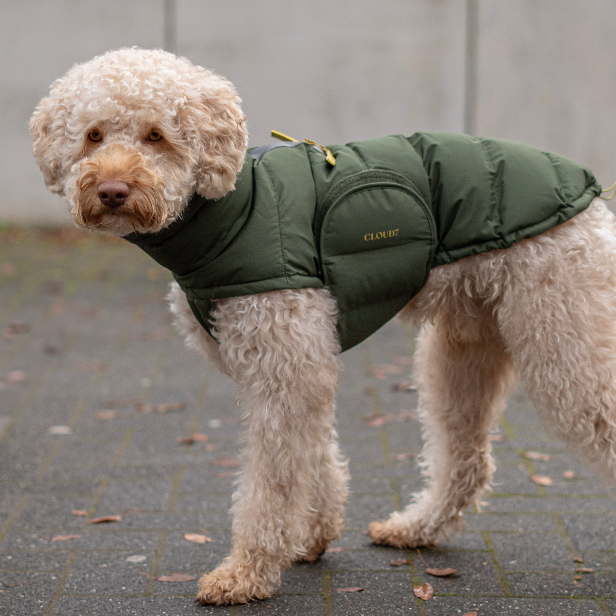 Hund mit CLOUD7 Wintermantel Alaska 2024 olive