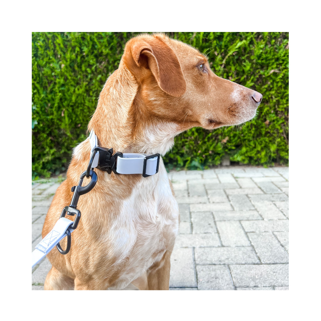 Hund mit Schnalle Halsband wasserdicht mit Quick-Release-Schnalle Light-Grey - LOVIN'DOG