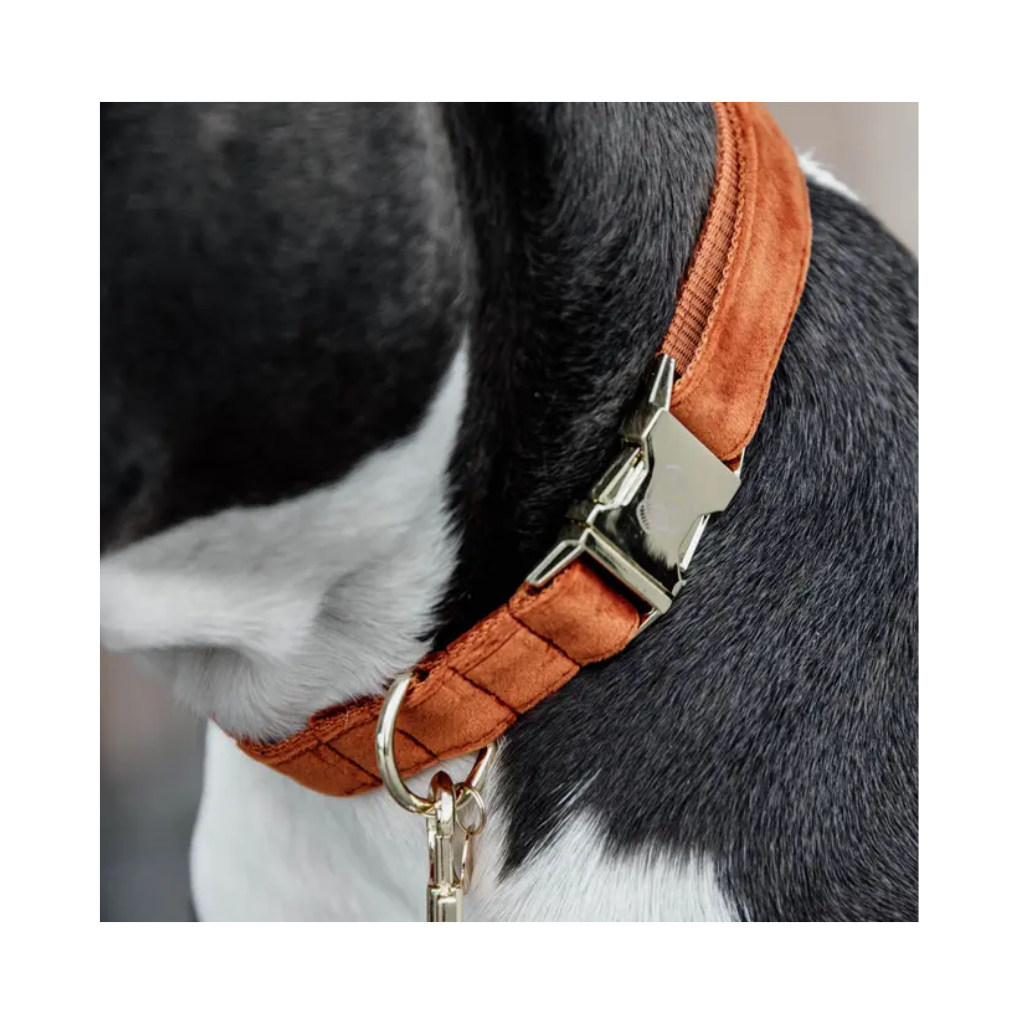 Verschluss Halsband Velvet Orange - Kentucky Dogwear