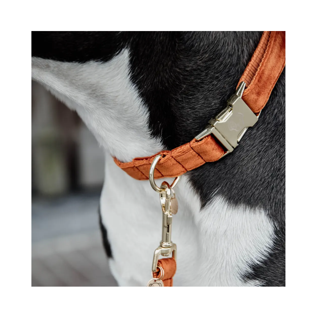 Details Halsband Velvet Orange - Kentucky Dogwear