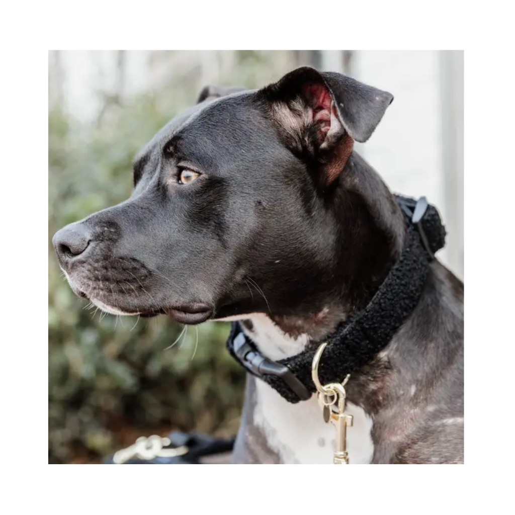 Tragebild Hundehalsband Teddy Fleece Schwarz - Kentucky Dogwear
