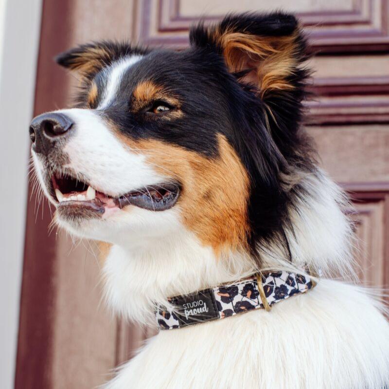 Tragebild Halsband Leo - Studio Proud