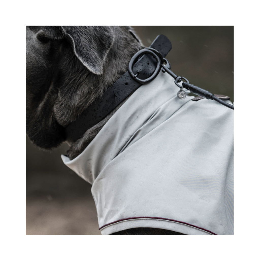 Hund mit Hundehalsband Soft Rubber Black 2 - Kentucky Dogwear