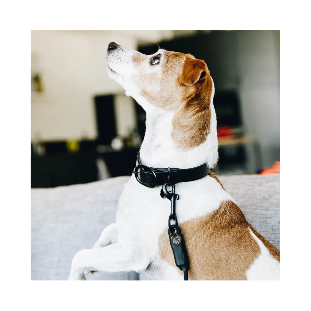 Hund mit Hundehalsband Soft Rubber Black - Kentucky Dogwear