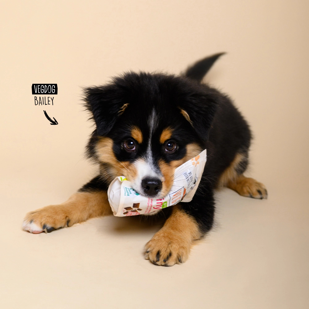 Hund Bailey mit VEGDOG Brainy Bites Puppy Snack