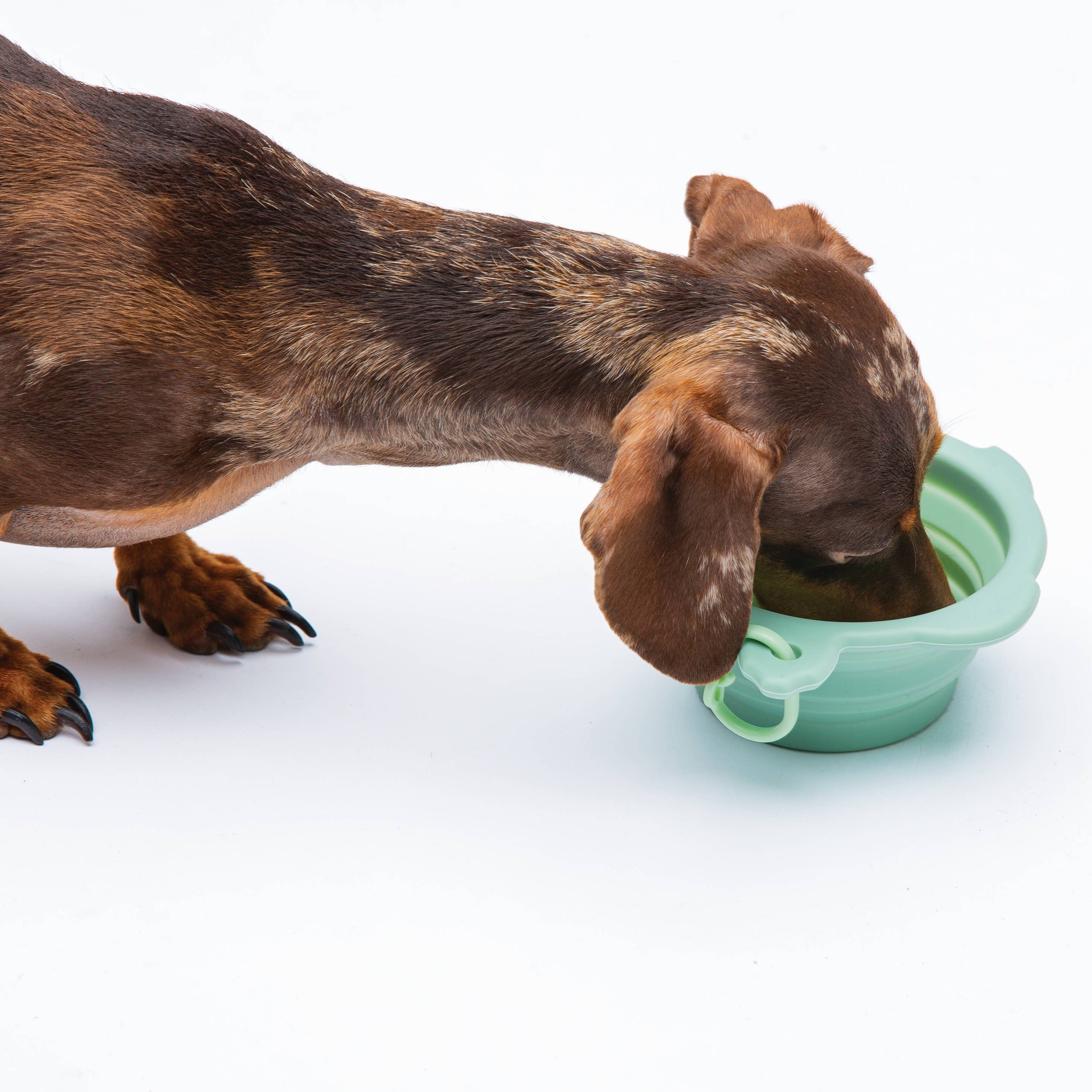 Hund an Faltbarer Reisenapf Turtle 200 ml aus grünem Silikon - United Pets