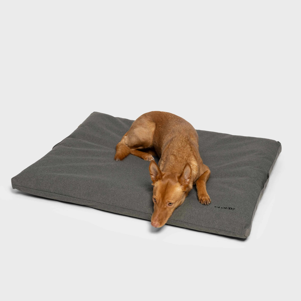 Hund auf Cloud7 Outdoor Hundebett Siesta Light Graphite