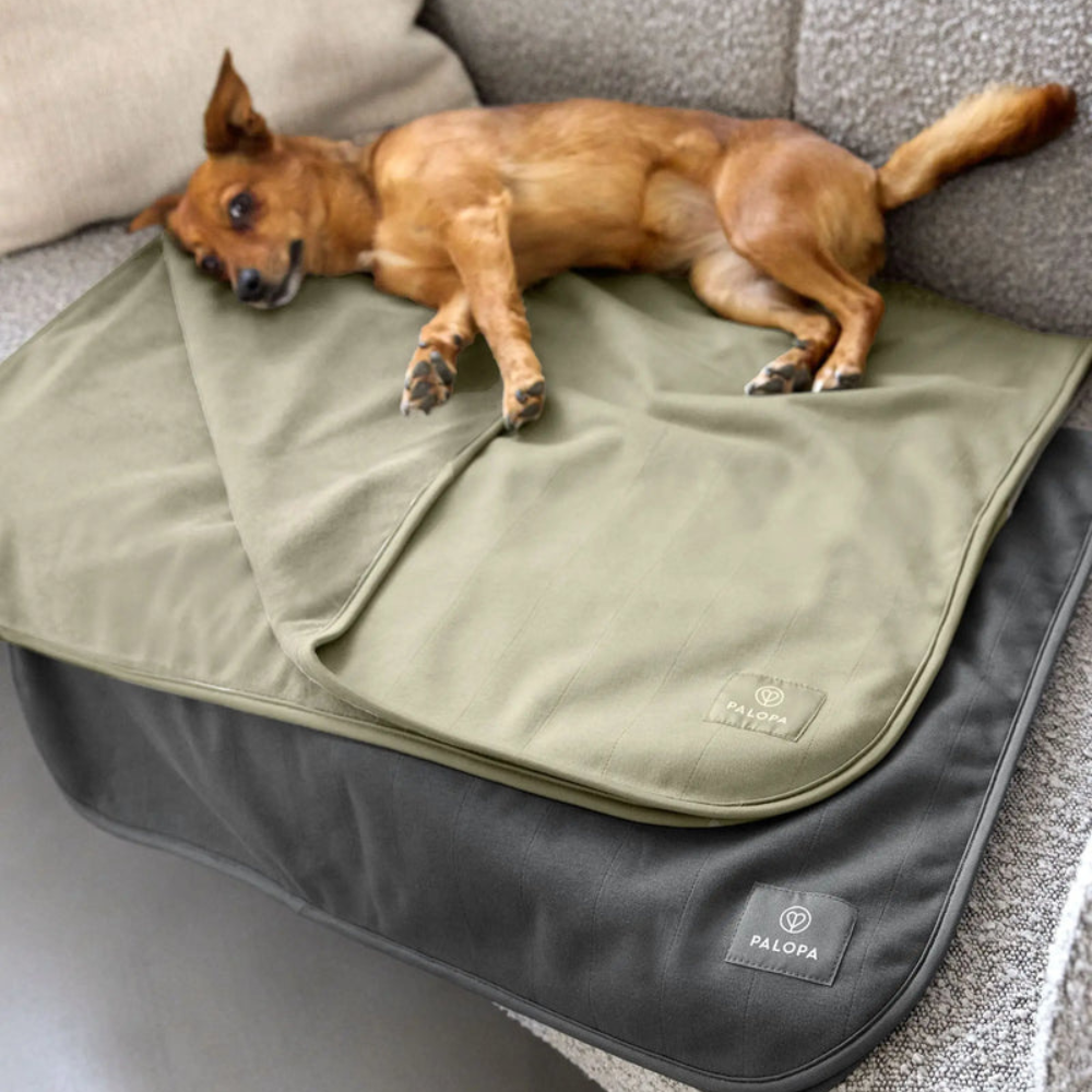 Hund auf Hunde Schutzmatte BENTI - PALOPA