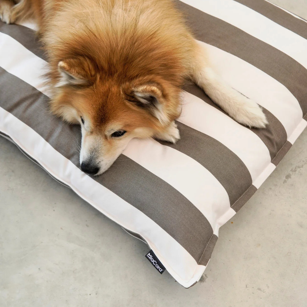 Hund auf MiaCara Hundekissen Giardino Slim Outdoor Taupe/White 2