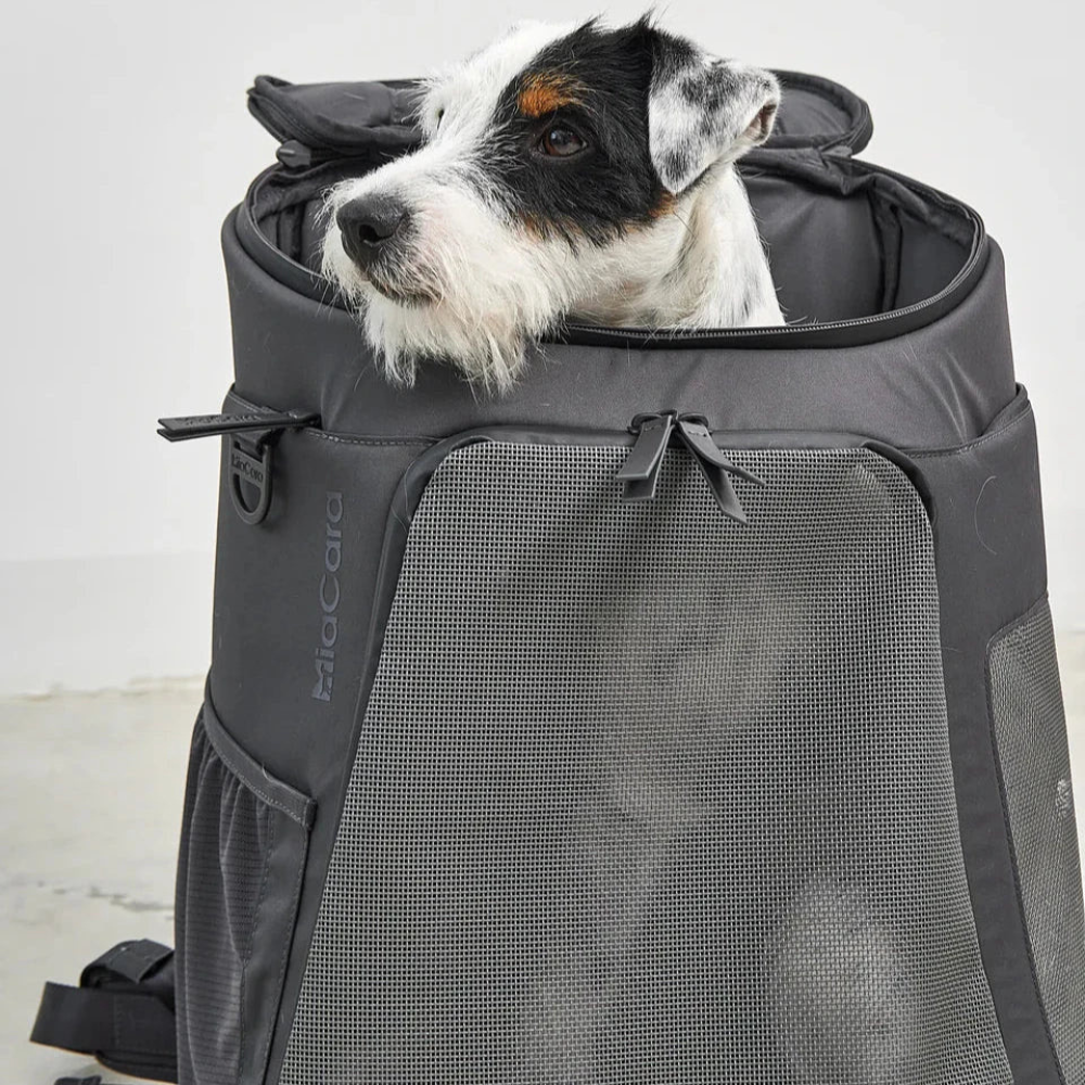 Hund in MiaCara Zaino Hunderucksack
