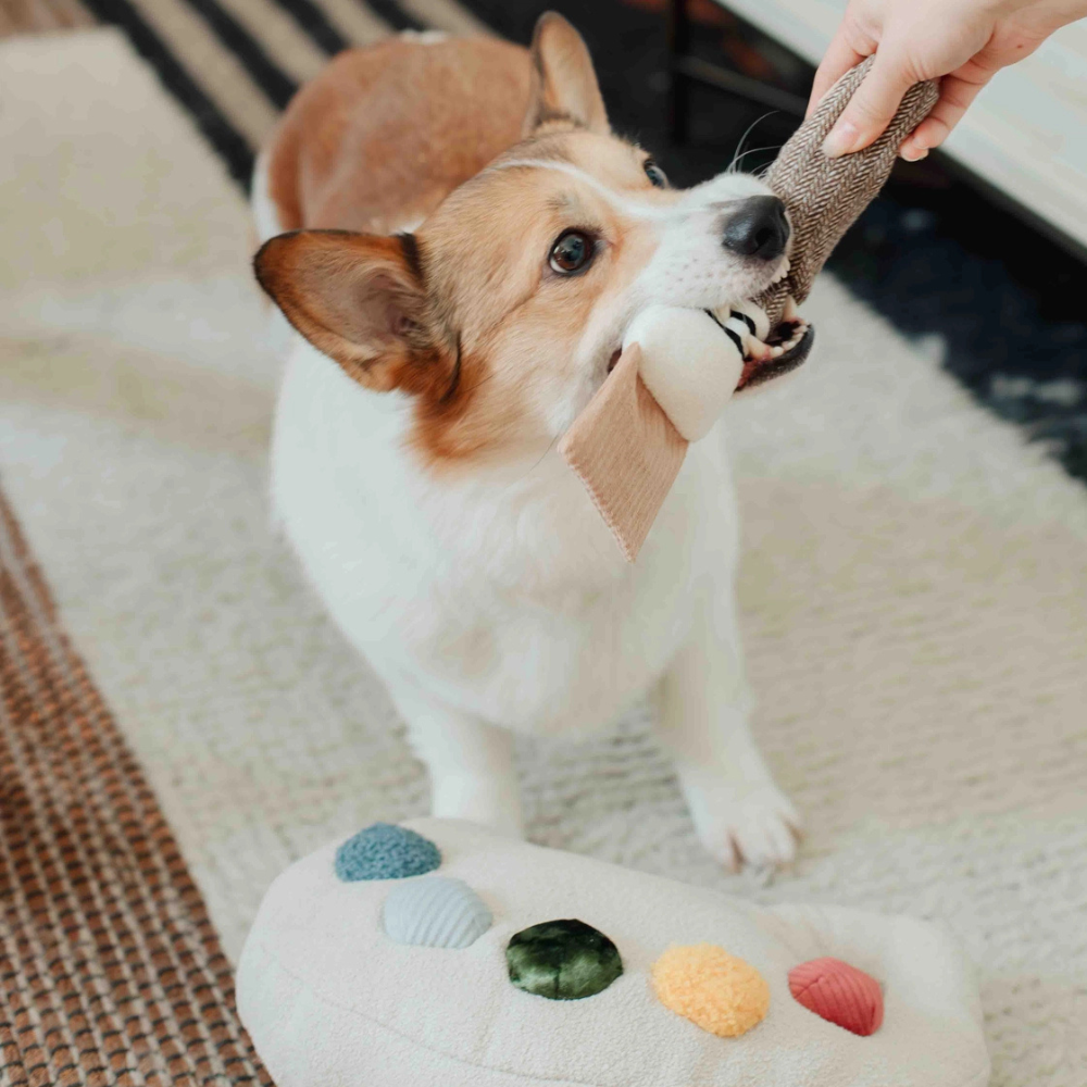 Hund mit Hundespielzeug Farbpalette - lambwolf collective