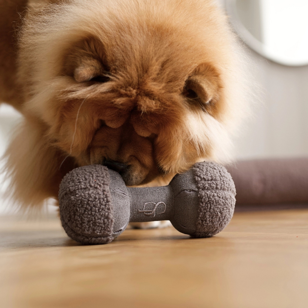 Hund mit Clara Schnüffelspielzeug Teddy Braun Limitierte Auflage - staey
