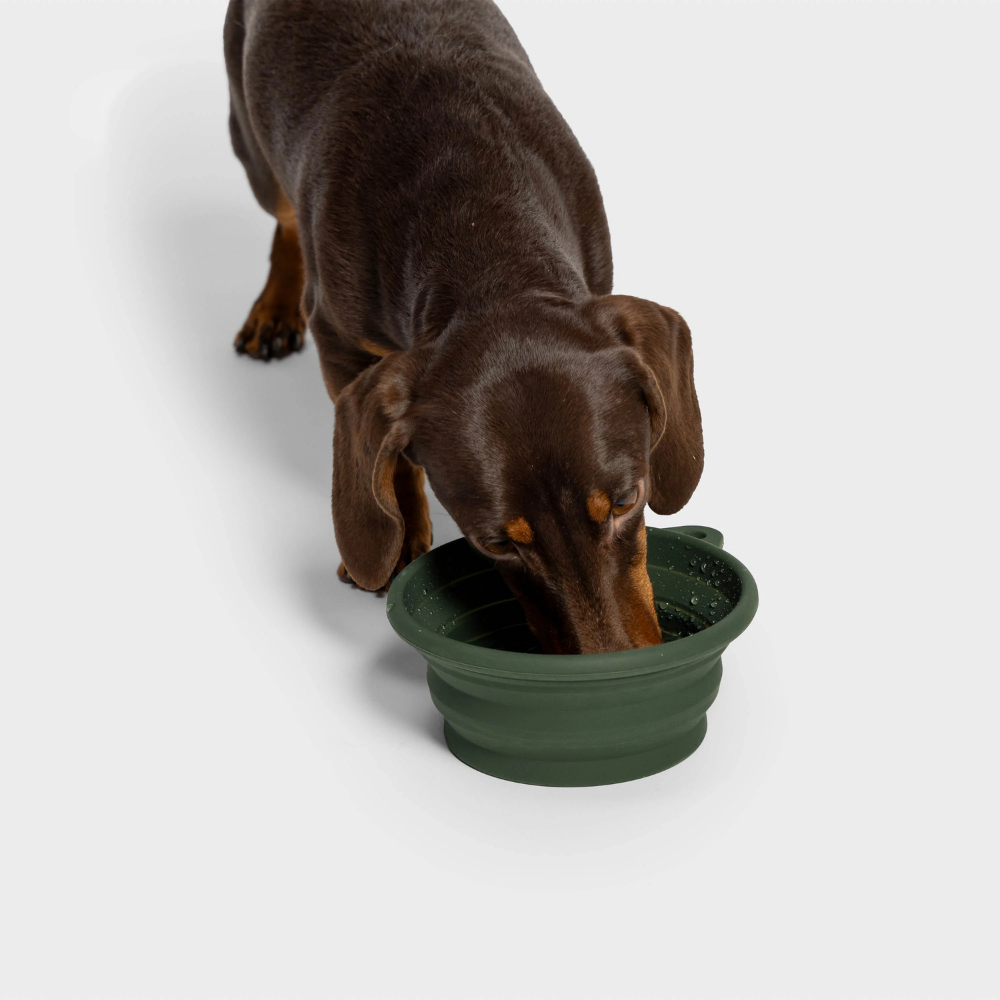 Hund mit Cloud7 Aktiv Travel Bowl Dark Olive