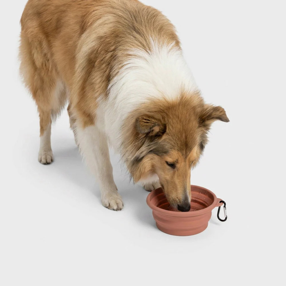 Hund mit Cloud7 Aktiv Travel Bowl Faded rose