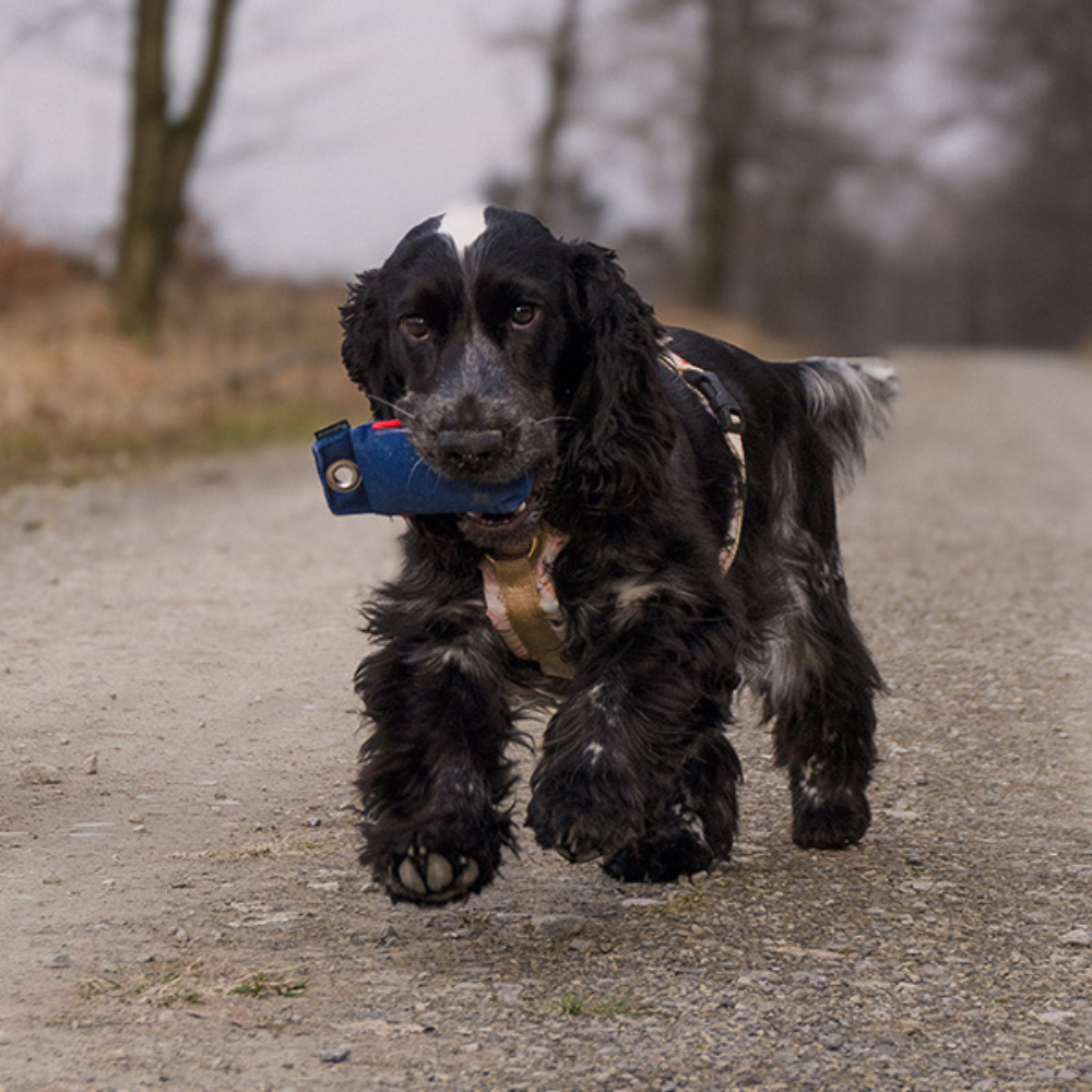 Hund mit Dummy Suchen 100g - Romneys