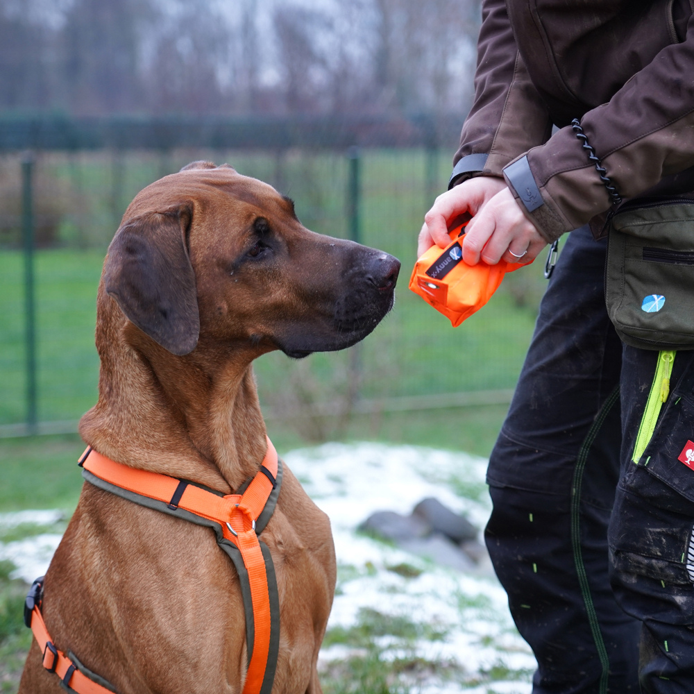 Hund mit Futterbeutel Dummy Leuchtorange - annyx