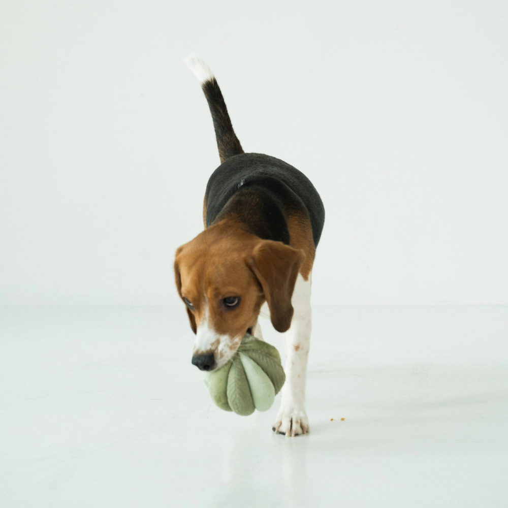 Hund mit Schnüffelball TOTO SMALL Grün im Maul - lambwolf collective