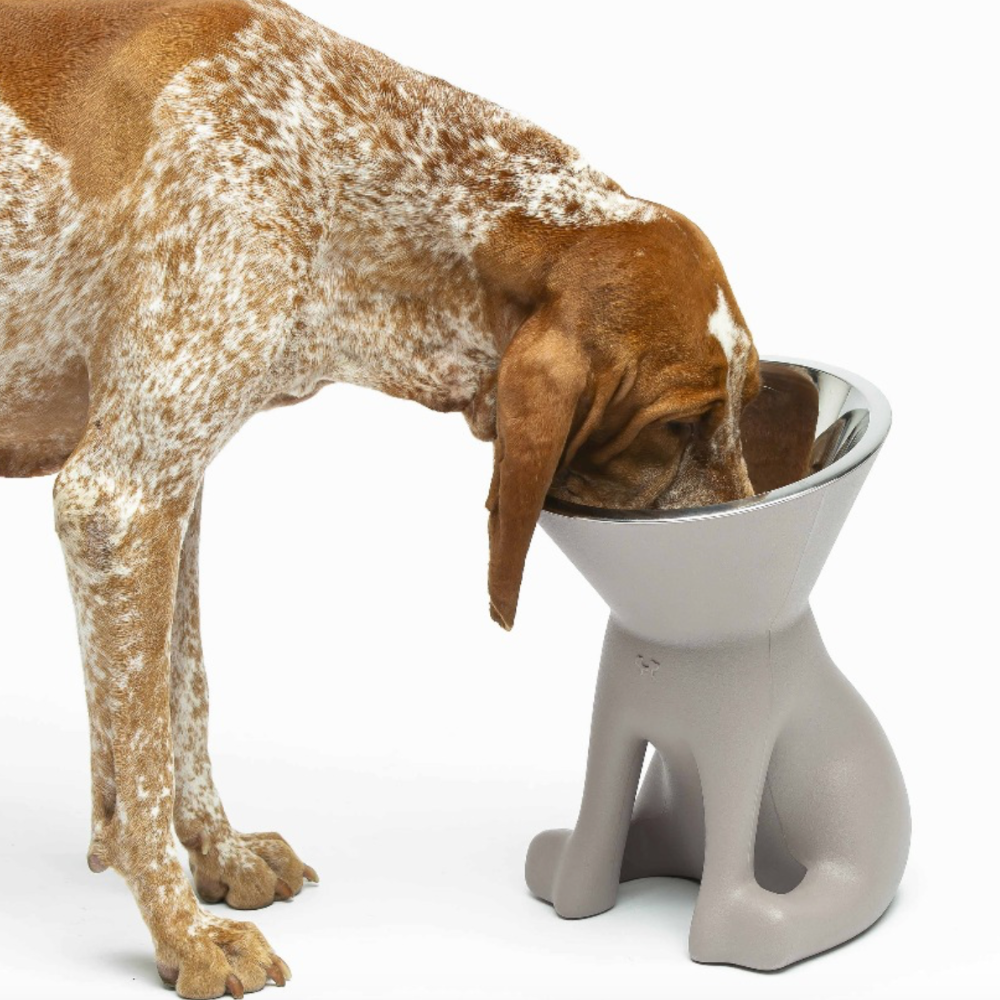 Hund mit Designernapf ELIZABETH Taupe - United Pets