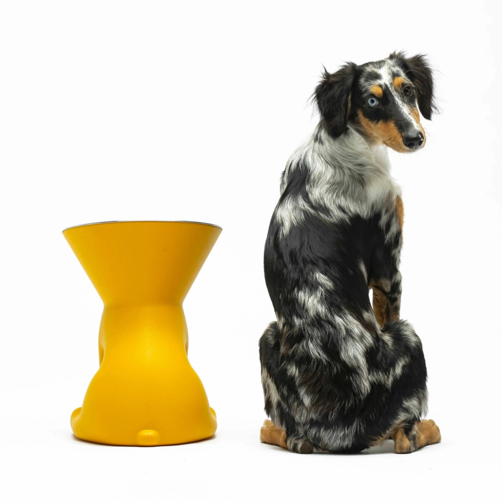 Hund mit Designernapf ELIZABETH Yellow/Gelb - United Pets