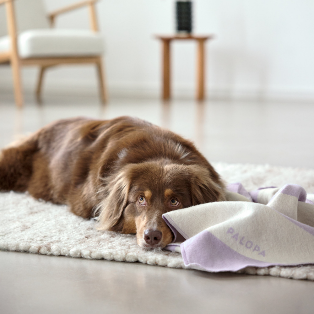 Hund mit Hundedecke IDA gestreift Lila 70 cm x 90 cm - PALOPA