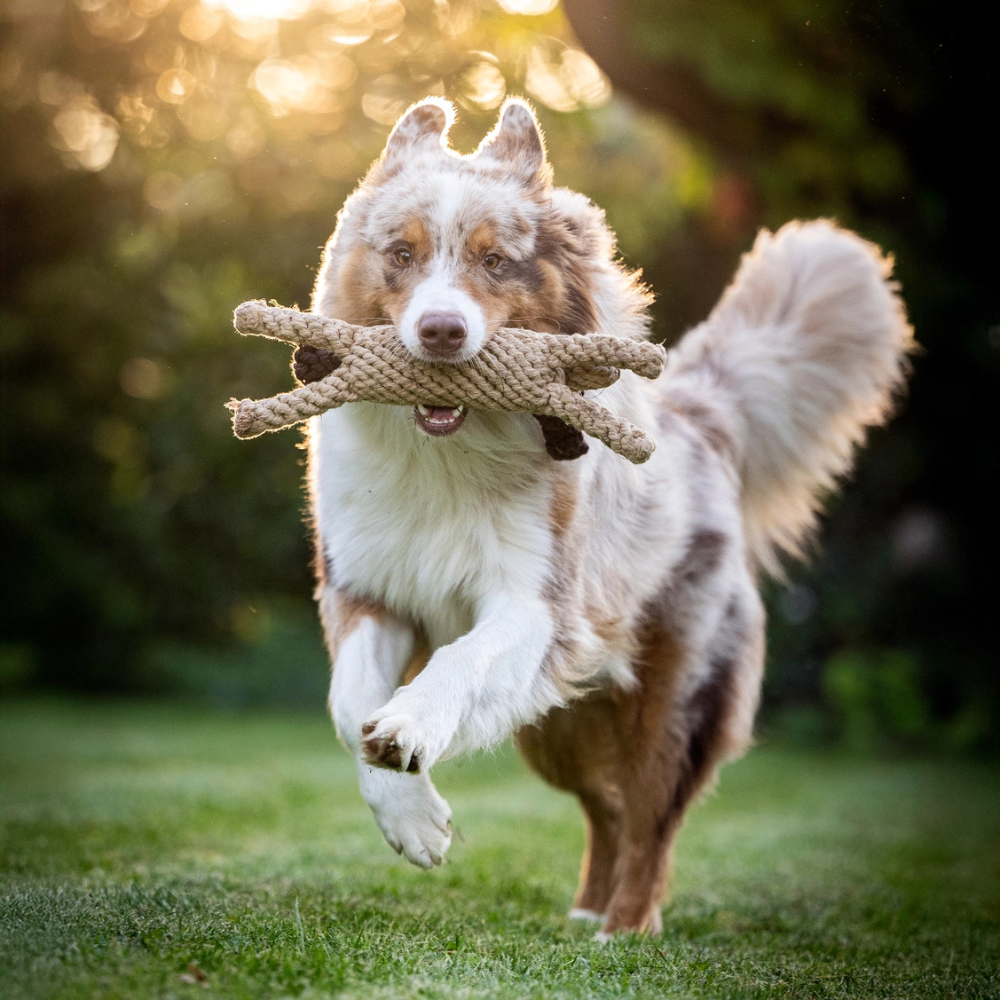 Hund mit Hundekauspielzeug DOGGY DOG - LABONI