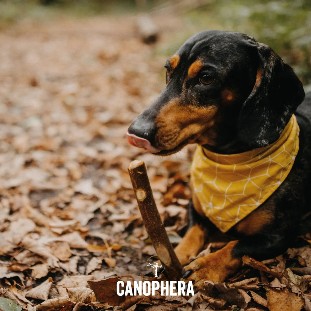 Hund mit Hundekaustab aus Olivenholz - Canophera