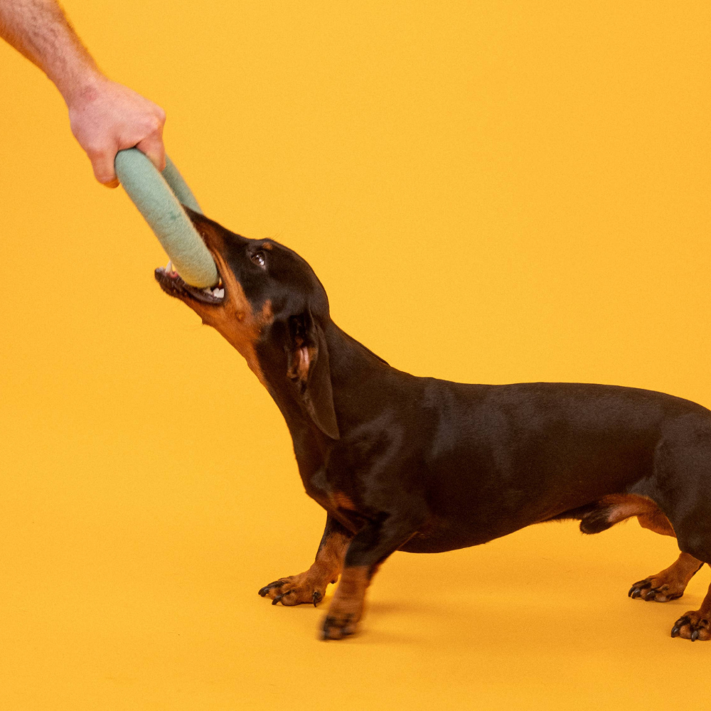 Hund mit Hundespielzeug Filzring Fine - myfelt®