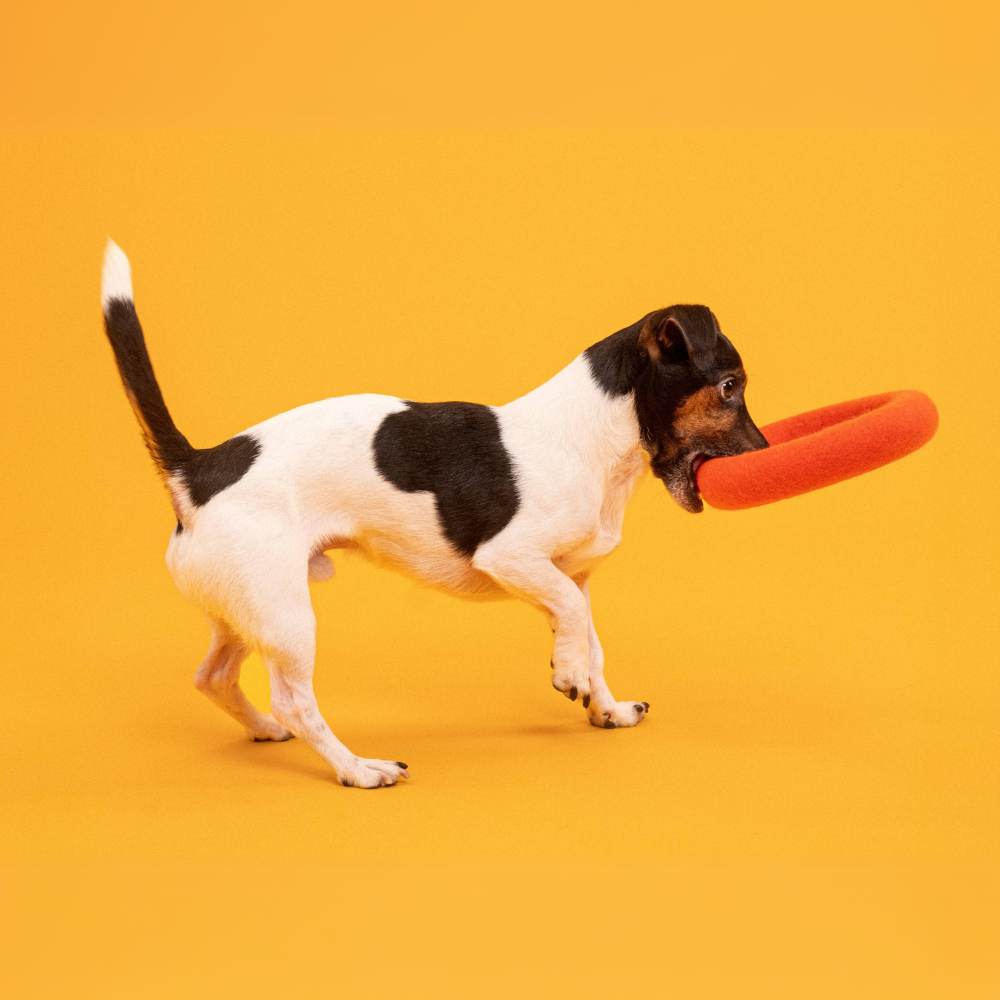 Hund mit Hundespielzeug Filzring Mats - myfelt®