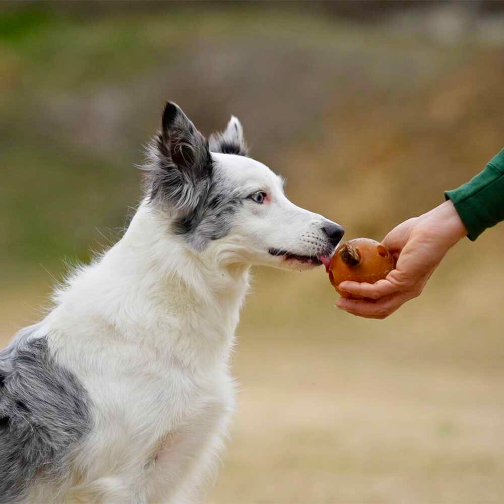Hund mit Hundespielzeug Rub Hole - retorn