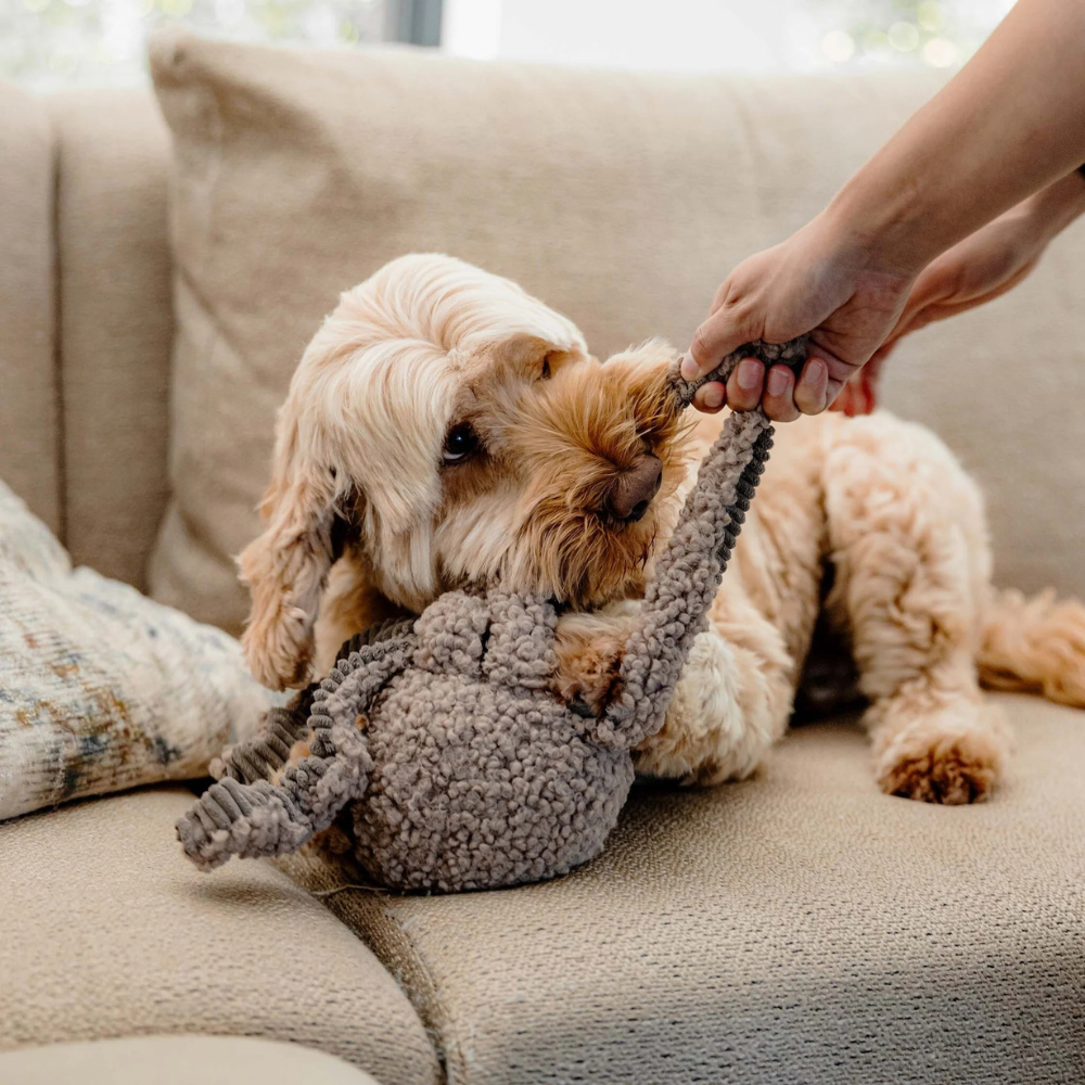 Hund mit Hundespielzeug SQUID Taupe - district 70
