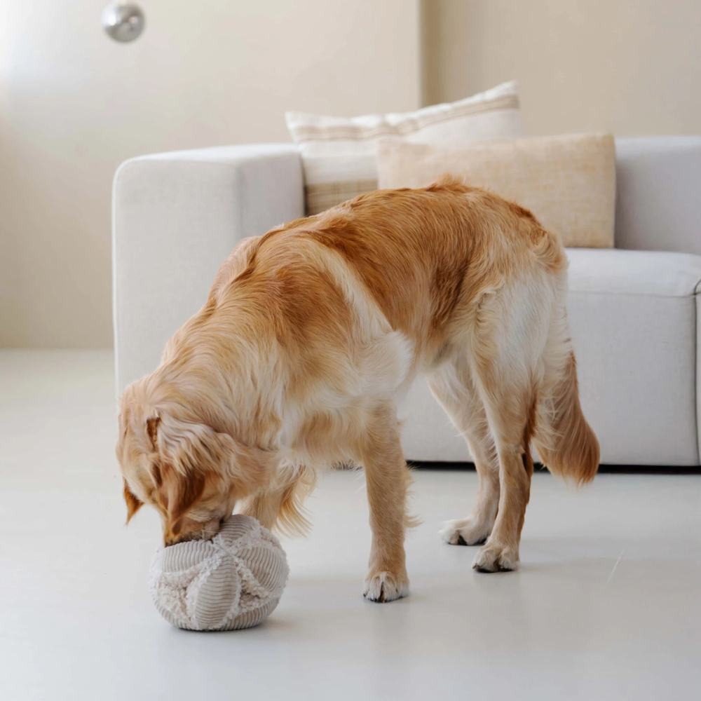 Hund mit Hundespielzeug Schnüffelball BOBBY Creme - district 70