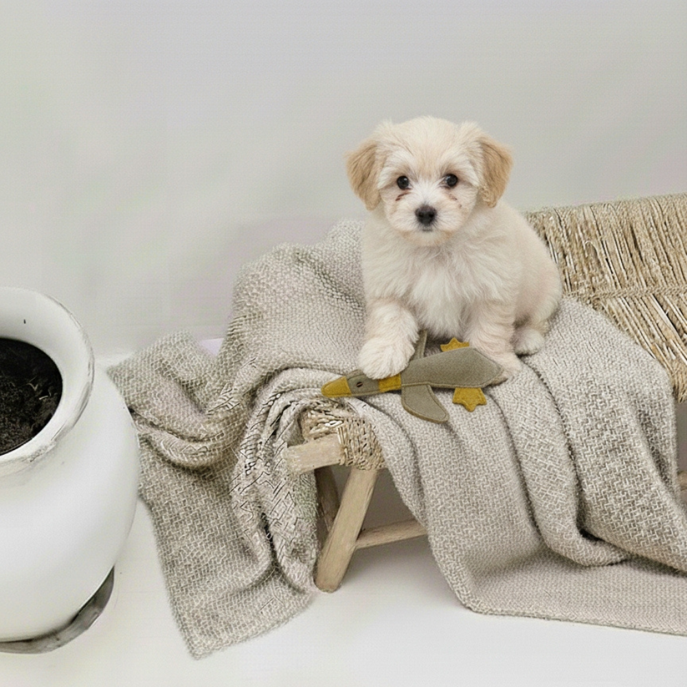 Hund mit Hundespielzeug aus Wildleder "kleine Ente" - BUDDY