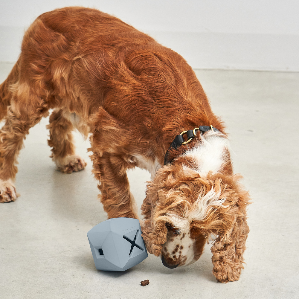 Hund mit MiaCara Dado Beschäftigungsspielzeug Himmel