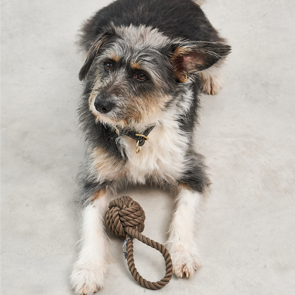 Hund mit MiaCara Nodo Tau-Spielzeug Schokolade