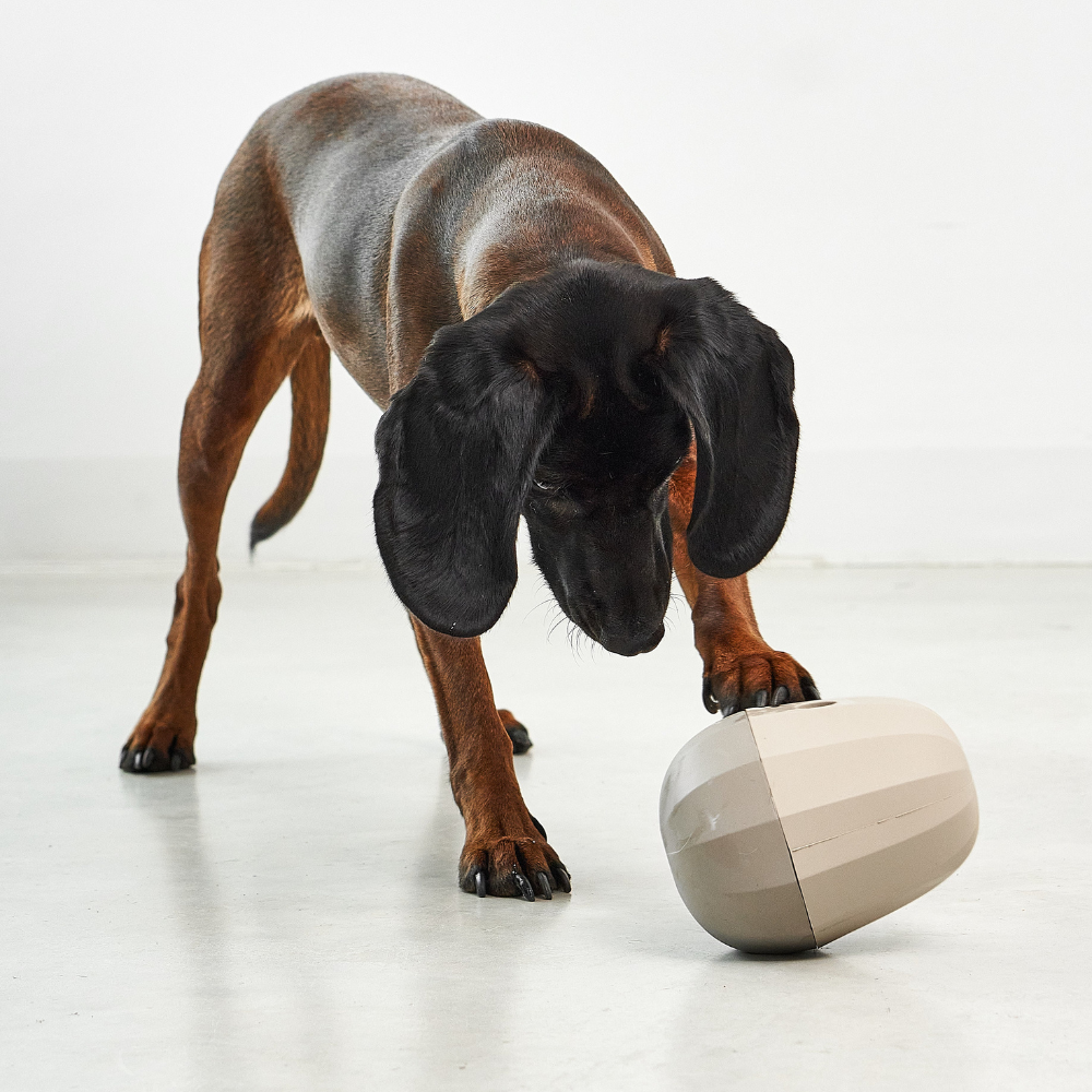 Hund mit MiaCara Uovo Beschäftigungsspielzeug Greige