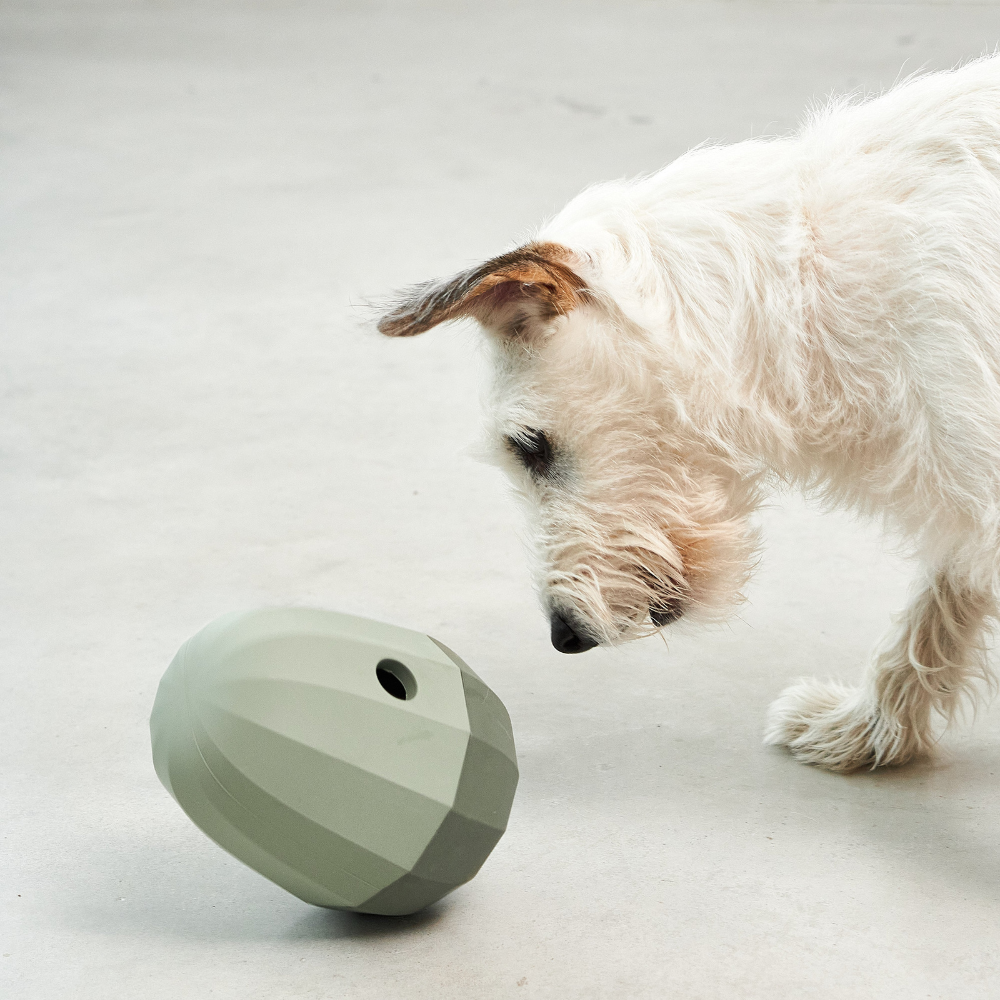 Hund mit MiaCara Uovo Beschäftigungsspielzeug Grolive