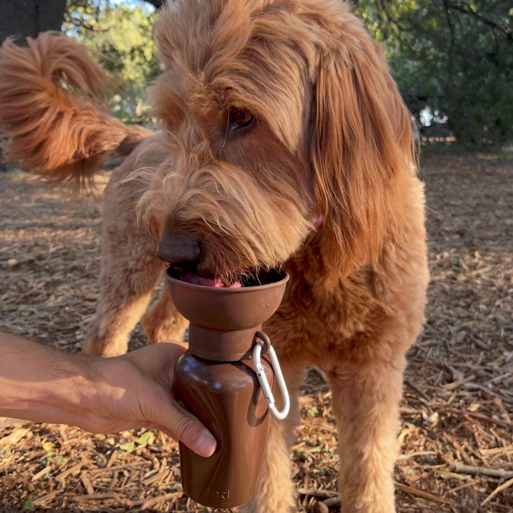 Hund mit Reisetrinkflasche Flip Hundeflasche Chocolate Brown - Springer