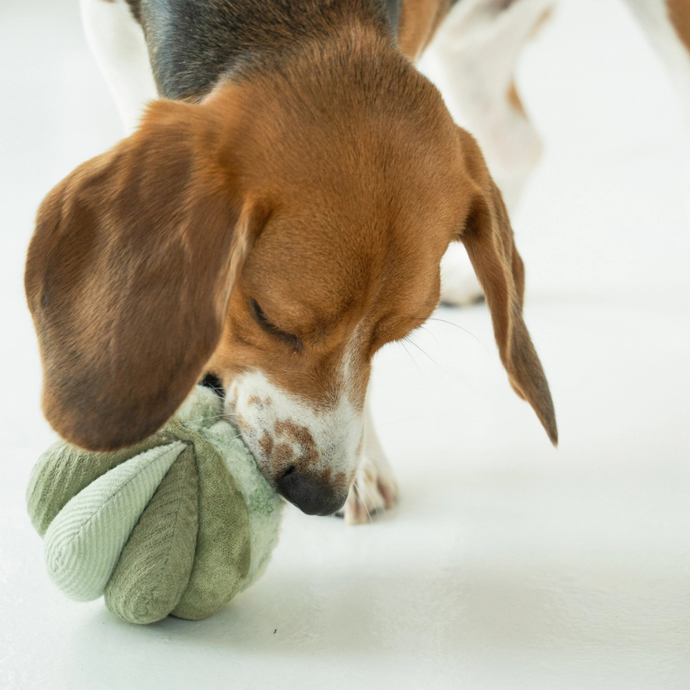 Hund mit Schnüffelball TOTO SMALL Grün - lambwolf collective