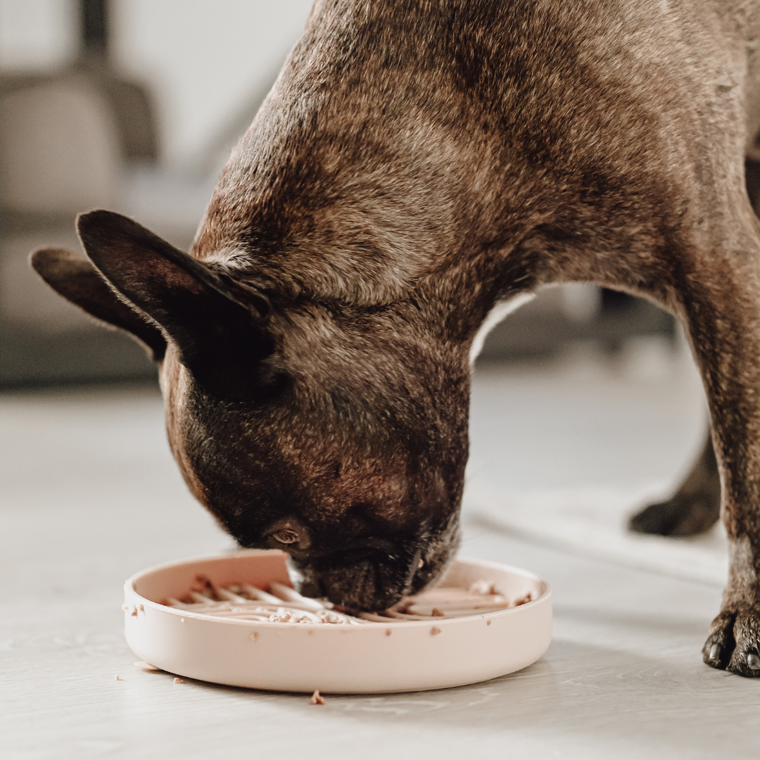 Hund mit Slow Feeder Bowl Nude 2 - LOVINDOG