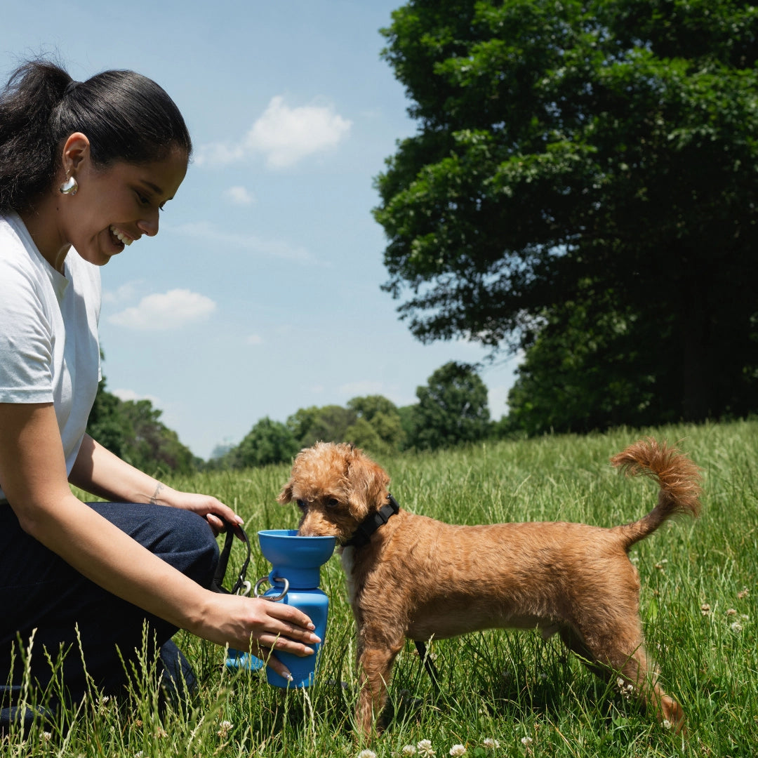 Hund mit Trinkflasche Bottle Flip Sky Blue - Springer