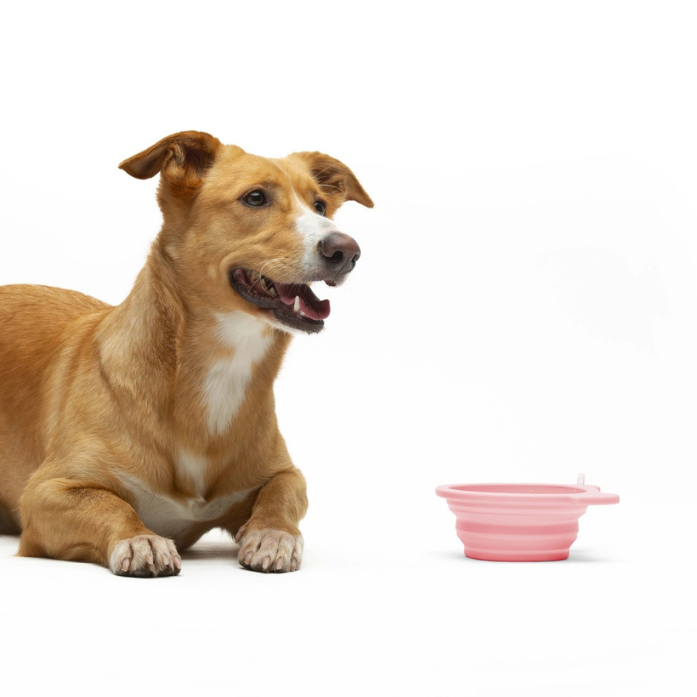 Hund mit faltbarer Reisenapf aus Silikon 500 ml Rosa - United Pets