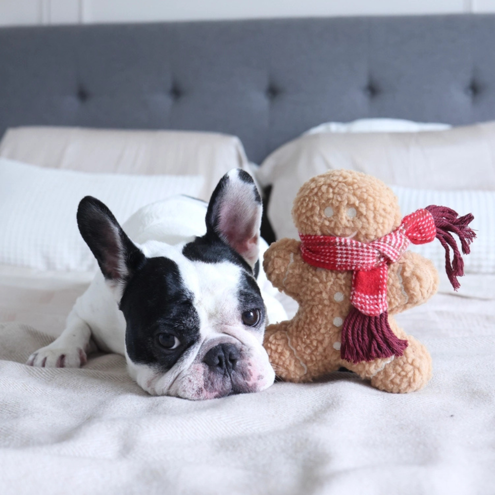 Hund neben Hundespielzeug Mr. Gingerbread Teddy X-MAS - Lambwolf Collective